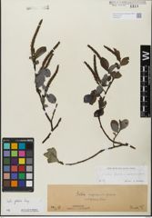 Foto von Salix glabra Scop.